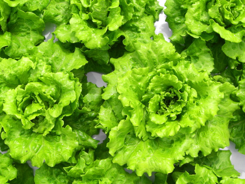 【夏ギフト】炒めてうまい★チャオレタス＊2株
　　　　ワインレッドの力★赤レタス2株～農薬/化学肥料・不使用