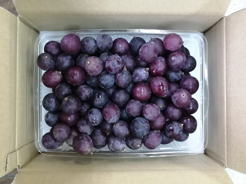 🍃🍇ジャム•ジュース加工用巨峰粒✤訳アリ巨峰粒パック🍇🍃【2025ご家庭用🉐大パック約1,500㌘】雹傷＆猛暑被害訳アリ/内容変更/再々追加販売中