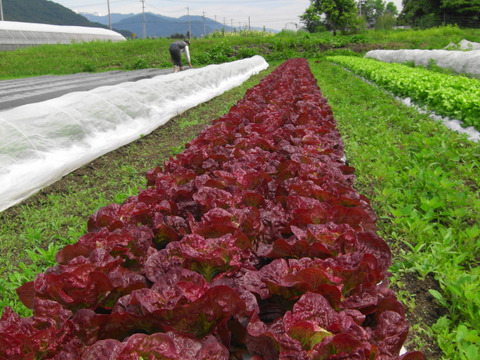 【夏ギフト】炒めてうまい★チャオレタス＊2株
　　　　ワインレッドの力★赤レタス2株～農薬/化学肥料・不使用