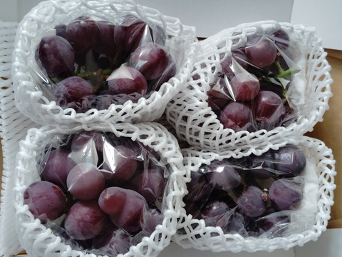 ＼終了間近／🍇訳あり・ピオーネ🍇  約1.8kg【岡山県産】種なしぶどう【ニューピオーネ】