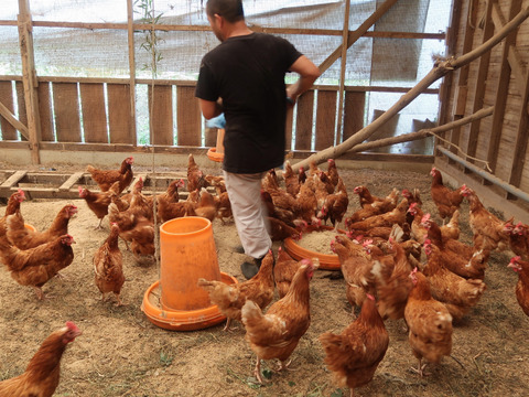 限定販売✨菊池の平飼い有精卵🥚
あっさり美味しい！！（２０個入り）✨