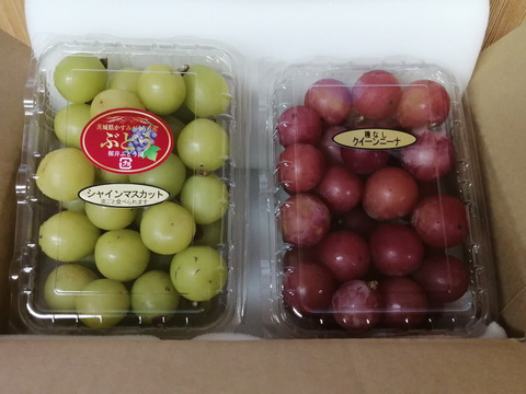 🟥🟩　🉐訳アリご家庭用🉐　🟩🟥🌿人気２種の粒詰め合わせパックB🌿シャインマスカット&クイーンニーナ【各450g位１P　／　計約900g】