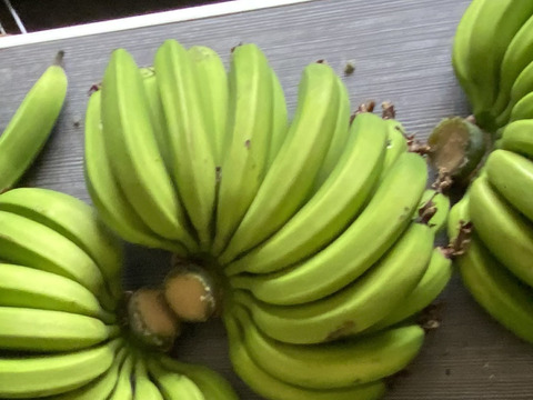 国産青バナナ粉　青バナナパウダー　グリーンバナナパウダー　200g