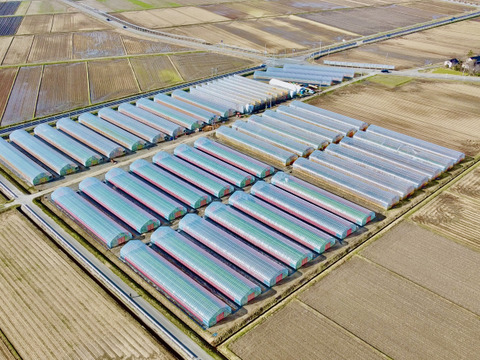 【味に自信あり：業務用】濃い味！山形県産JAS有機ベビーリーフ（500g）