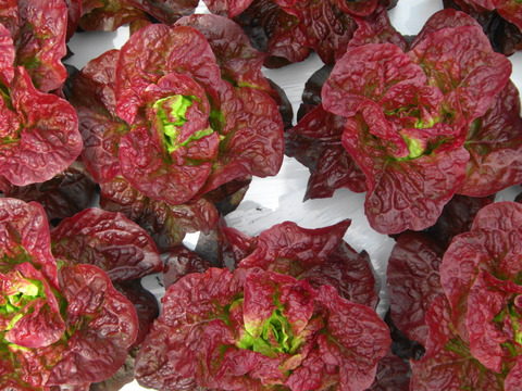 楽しい食卓！カラフル野菜セット6品目～農薬/化学肥料・不使用