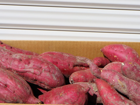 農薬不使用、有機肥料　『紅あずま』5kg