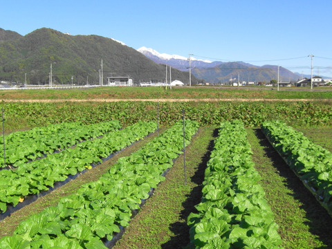 【夏ギフト】う～ん甘い！採れたて＊キャベツ5個～農薬/化学肥料・不使用