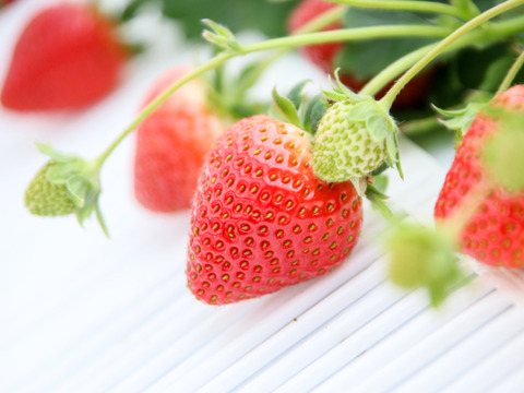 岡山市産 鮮度抜群！朝摘みイチゴ「ゆめのか」 贈答用 化粧箱入り 12～15粒 450ｇ×1パック