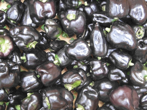 食欲の秋！かわいい‼黒ピ－マン30＊緑ピーマン20！
～農薬/化学肥料・不使用