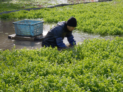 【三つ星店出身シェフ監修】宮城県の食材を楽しむ！セリ香る旨み出汁の牡蠣ごはん 2食セット