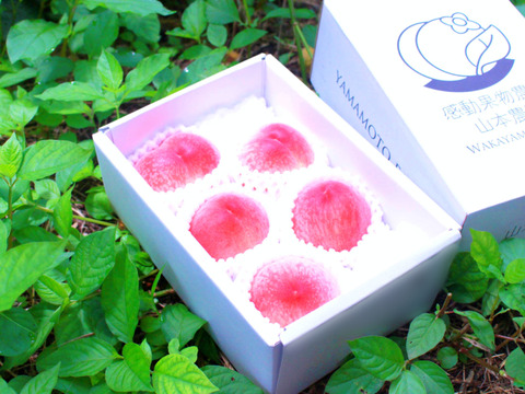 6月末～７月上【糖度15度以上】「日川白鳳桃」まるでスイーツ 約600g3-5玉入