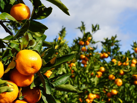 【10/25 終了】温州みかん食べ比べ便 〜みかんは食べチョク〜