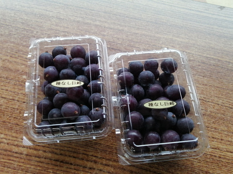 🉐天候被害訳アリ・ご家庭用向き🉐
🌿🍇🌿　　巨峰の粒ﾊﾟｯｸ　🌿🍇🌿
🔴訳有り品/粒状2Ｐ入計900ｇ位🔴