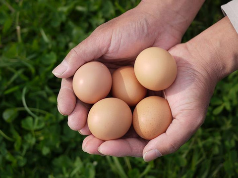 「ほんまの卵」はしあわせ卵　平飼い有精卵20個