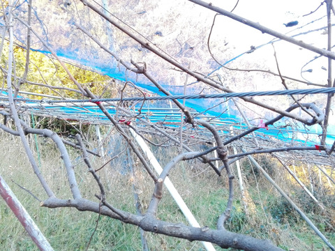 農薬不使用！【追熟済】緑キウイ「ヘイワード」2kg