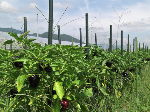 食欲の秋！かわいい‼黒ピ－マン30＊緑ピーマン20！
～農薬/化学肥料・不使用