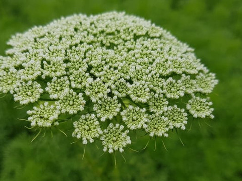 【10本／レースフラワー】派手さはないけれど清楚で上品な花、「可憐（かれん）」という言葉は、レースフラワーの雰囲気にぴったりです。