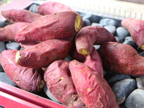 2ヶ月熟成 あまはづきの石焼き芋 1kg