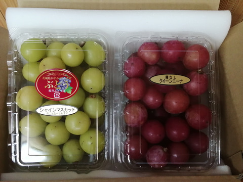 🟥🟩　🉐訳アリご家庭用🉐　🟩🟥🌿人気２種の粒詰め合わせパックB🌿シャインマスカット&クイーンニーナ【各450g位１P　／　計約900g】