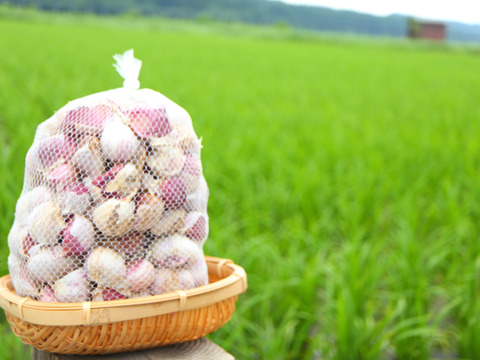 お試し500g 最上伝承野菜　最上赤にんにく 天日干し