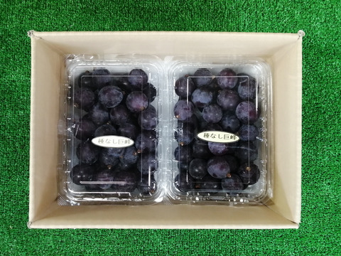 🉐天候被害訳アリ・ご家庭用向き🉐
🌿🍇🌿　　巨峰の粒ﾊﾟｯｸ　🌿🍇🌿
🔴訳有り品/粒状2Ｐ入計900ｇ位🔴