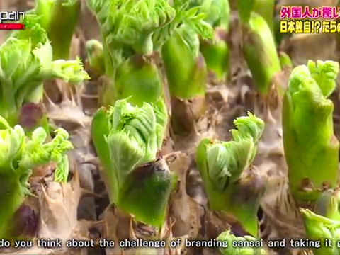 【2月21日頃から発送】タラの芽 300g (100g×3)  真ダラ 西根の森 数量限定 収穫直後の新鮮なタラの芽をお届け