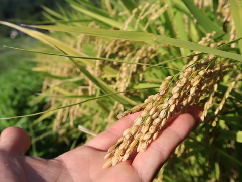 《R7年産》あきほなみ 無洗米 20kg