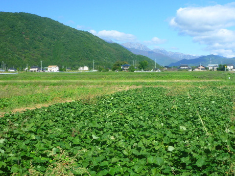 冬の楽しみ＊甘～い！紅はるか3kg～農薬/化学肥料・不使用