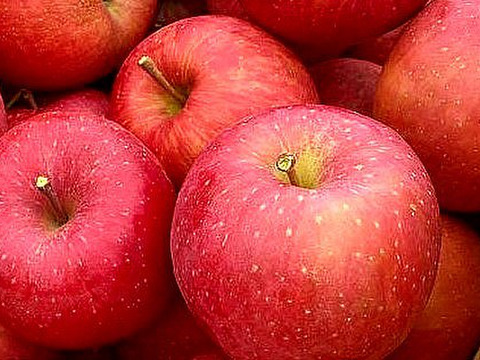 福島の美味しい林檎　サンふじ10ｋｇ（32～46玉）　訳あり家庭用りんご