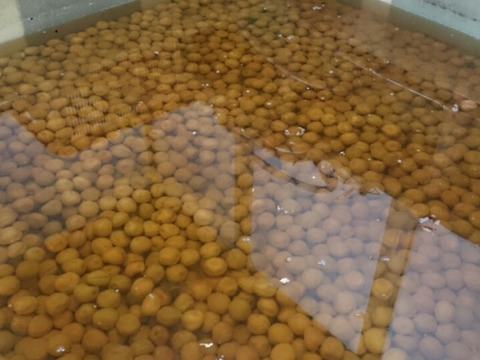 【お得用】　無添加　昔ながらのつぶれ白干梅１ｋｇ　塩分１８％