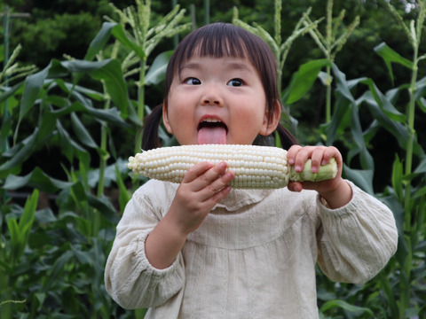 【16本セット】秋とうもろこし「雪やこんコーン」