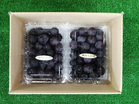 【八朔】巨峰の粒　箱込1kg弱 🉐天候被害訳アリ・ご家庭用向き🉐 🌿🍇🌿 巨峰の粒ﾊﾟｯｸ