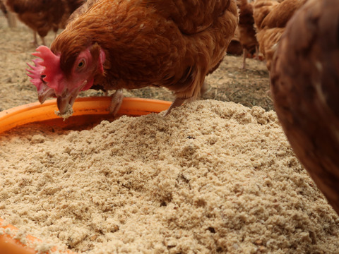 限定販売✨菊池の平飼い有精卵🥚
あっさり美味しい！！（２０個入り）✨