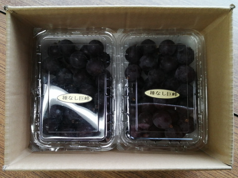 【ナオミナオ】巨峰の粒 箱込2kg弱 巨峰-2kg - グレープファーム