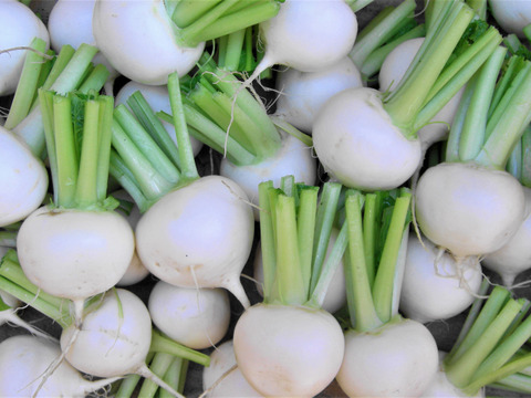 スッキリ！さっぱり！赤レタス1株＆レタス1株＆春菊300ｇ＆ラディシュ200ｇ＆白/赤コカブ10個
～農薬/化学肥料・不使用