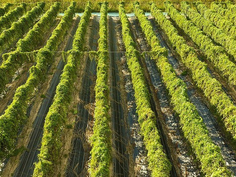 【冬ギフト】迫力の1本芋２～３本セット！１．５ｋｇ入り【健康生活応援】まるでお餅！ねばりが自慢の自然薯「京仙人」まるごと1本でお届け！