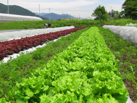【夏ギフト】サラダよし！炒めてよし！シャキッ！★チャオレタス＊5個
～農薬/化学肥料・不使用