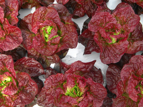 【夏ギフト】！ワインレッドの力★赤レタス4株～農薬/化学肥料・不使用