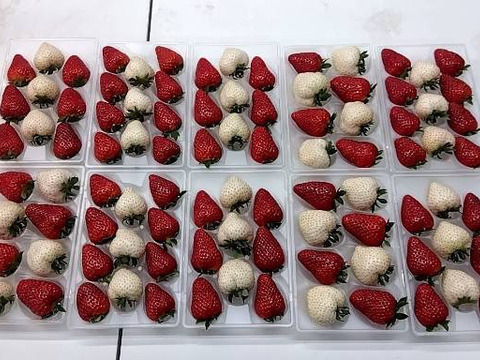 奈良発☆赤イチゴと白イチゴ(パールホワイト・ゆきぼたん)の華やか2色ミックス