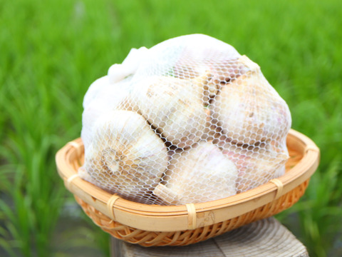 1kg 最上伝承野菜　最上赤にんにく