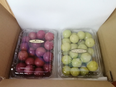 🟥🟩　🉐訳アリご家庭用🉐　🟩🟥🌿人気２種の粒詰め合わせパックB🌿シャインマスカット&クイーンニーナ【各450g位１P　／　計約900g】
