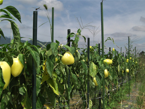 猛暑！体に潤いを！きゅうり20本＆クリ－ムピーマン15個
～農薬/化学肥料・不使用