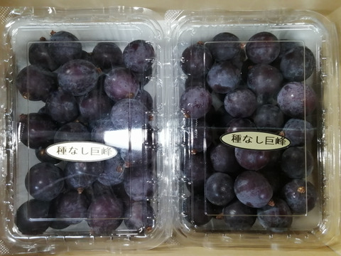 🉐天候被害訳アリ・ご家庭用向き🉐
🌿🍇🌿　　巨峰の粒ﾊﾟｯｸ　🌿🍇🌿
🔴訳有り品/粒状2Ｐ入計900ｇ位🔴