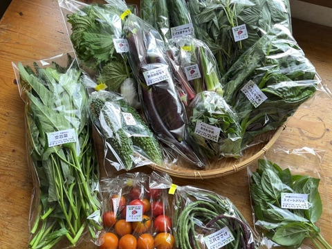 【自然栽培🍀80サイズ】朝採り新鮮！旬菜セットM（３〜５人様向け）