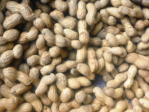 煎りピーナツ用！大きな☆落花生！1ｋ～農薬/化学肥料・不使用