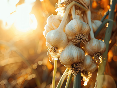 【茨城県産】ホワイト六片種 粒にんにく バラ800g(メール便）