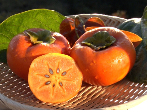 【DayDay出演で話題】幻の巨大柿エンペラー柿🍊最高糖度20度オーバー＆最大重量500g【限定10個早い者勝ち】2024年先行予約