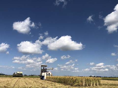 【令和7年新米】コシヒカリ 4kg（精米）