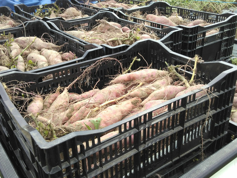 ★10㎏・3種食べ比べ★南国高知のサツマイモ　 おまけ付き