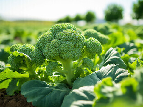 【手間いらず】整い蒸し野菜セット（7~8品目+季節の塩お試しサイズ付き）
